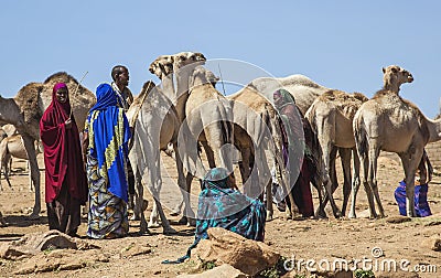 Camels at livestock market. Babile. Ethiopia.