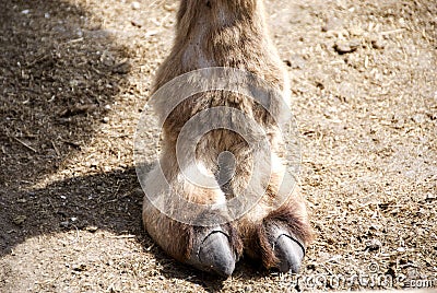 Camels Toe