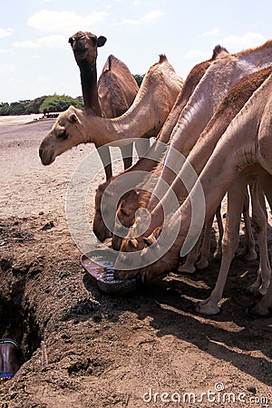 Camels at water source