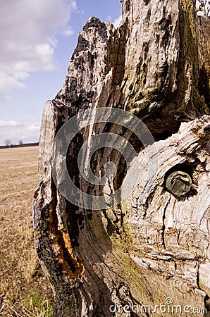 Camouflage Geocache Hidden in a Tree