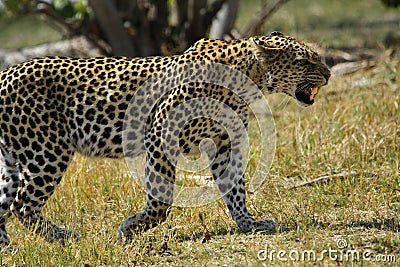 Angry Leopard Big Cat