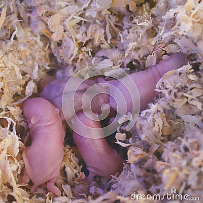 Campbell Dwarf Hamster Babies