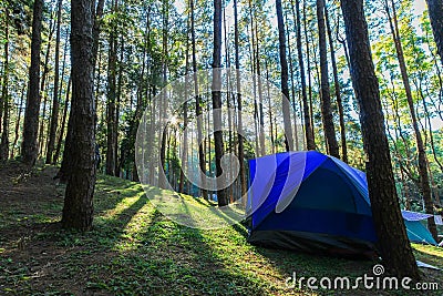 Camping site at pine plantations