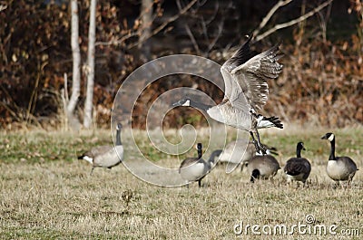 taking a to canada canada geese taking to flight from an autumn field stock photo image 48430523 taking a to canada canada geese taking to flight from an autumn field stock photo image 48430523
