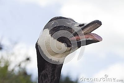 Canada Goose hissing mouth open