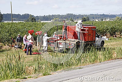 Canadian Field Workers