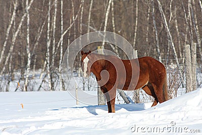 Canadian horse in snowy field