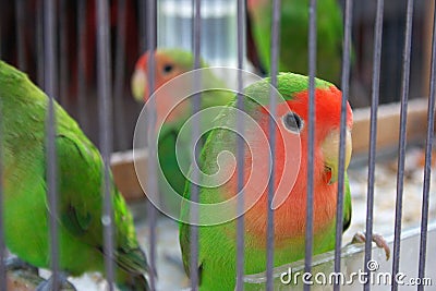 Canary birds in cage