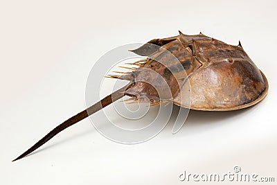 IMAGEN CANGREJO HERRADURA imagen cangrejo herradura: