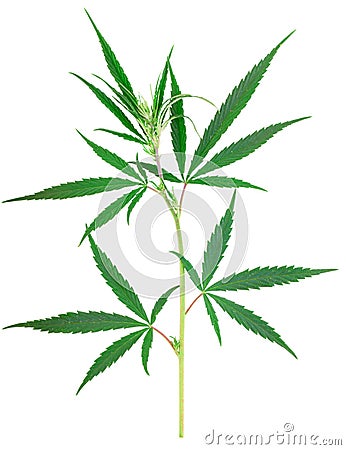 Cannabis plant isolated on white