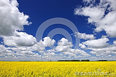 Canola field