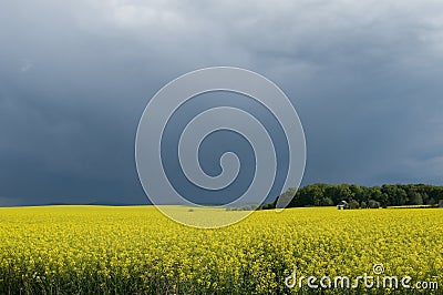 Canola field against stormy sky