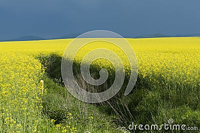 Canola field against stormy sky