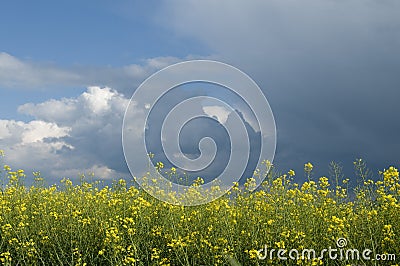 Canola field against stormy sky