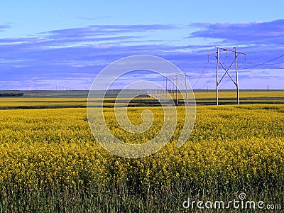 Canola Field near Lumsden Saskatchewan