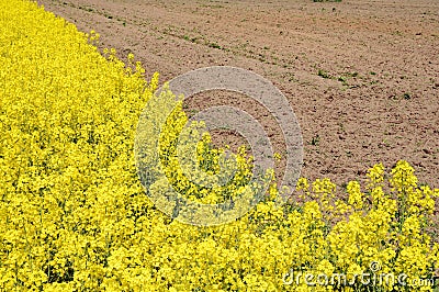 Canola Field, Rape Field