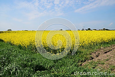 Canola Field, Rape Field