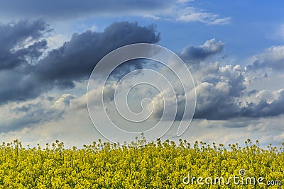 Canola field in rural area