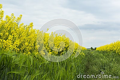 Canola field in rural area