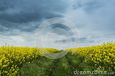 Canola field in rural area