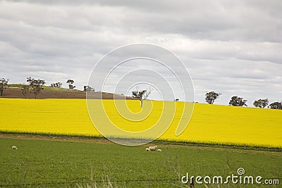 Canola fields