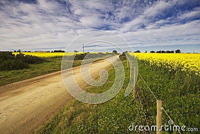 Canola fields with a gravel road between