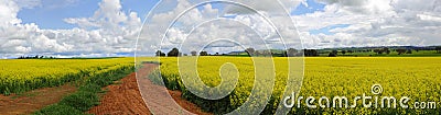 Canola Fields