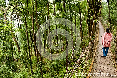 The Canopy Walk Way