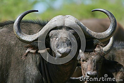 Cape Buffalo