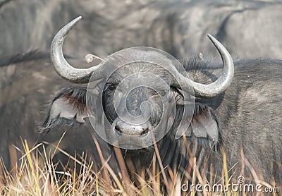 Cape buffalo