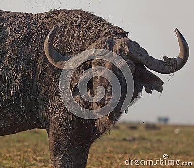 Cape Buffalo in Botswana