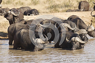 Cape Buffalo drinking, South Africa