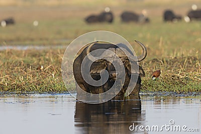 Cape buffalo eating in the river