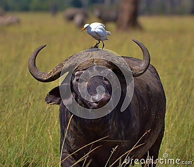 Cape Buffalo and Egret