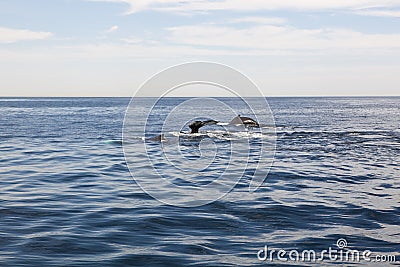 Cape cod: whales diving in the sea