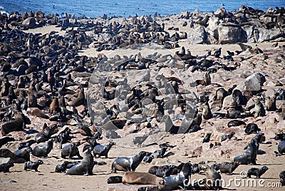 Cape fur seal colony. Cape Cross, Skeleton Coast,