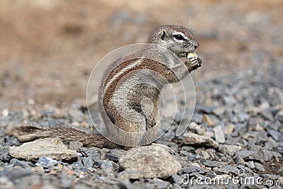 Cape Ground squirrel