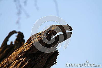 Cape Ground Squirrel