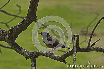 Cape Robin-Chat bird