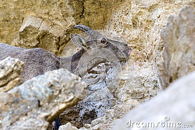 Capra ibex leaping mineral salt