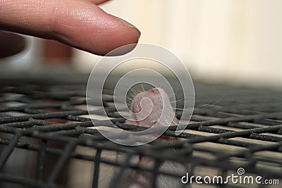 Captive rat or mouse nose poking through the cage