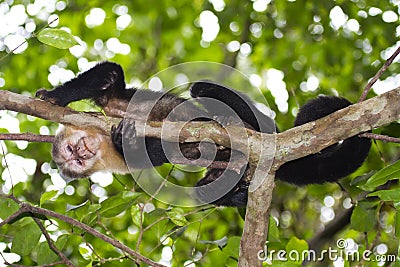 Capuchin Monkey of Costa Rica