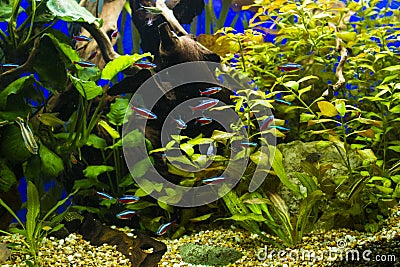 Cardinal fishes in freshwater Aquarium