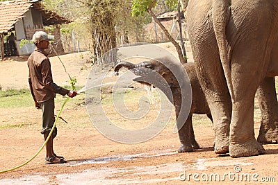 Caretaker Giving water to baby elephant