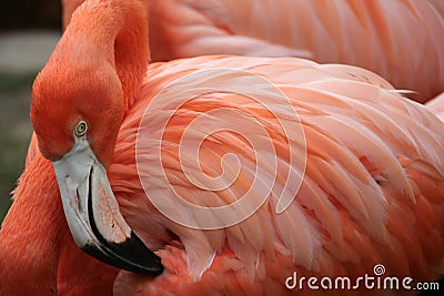 Caribbean Flamingo