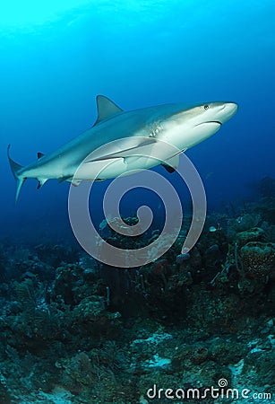 Caribbean Grey Reef Shark