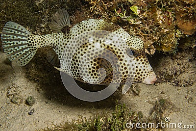 Caribbean reef fish