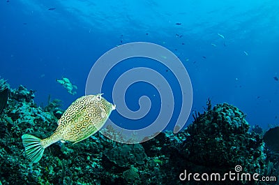 Caribbean reef fish