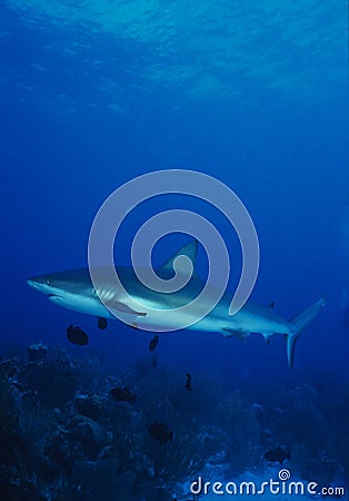 Caribbean Reef Shark