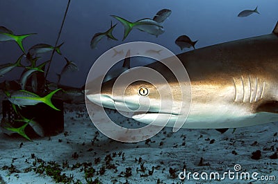 Caribbean Reef Shark